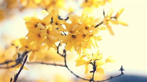 3840x2160 Resolution Yellow Flowers In Shallow Focus Photography Hd