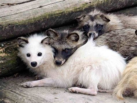 Kagawa Rare White Raccoon Dog Joins Zoo The Japan News