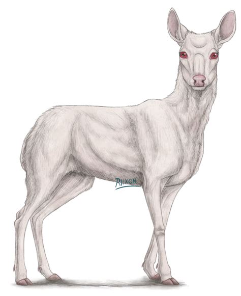 Albino Deer By Riixon On Deviantart