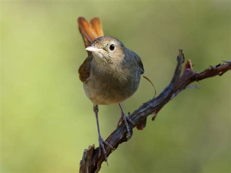 Nightingale Bird Facts Luscinia Megarhynchos Birdfact