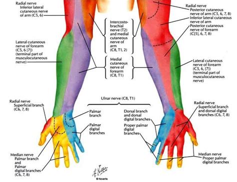 Dermatome Of Upper Limb Human Body Anatomy Muscle And Nerve Radial