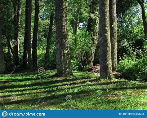 Afternoon Forest Still Life With Sun Shining Trees And Long Shadows