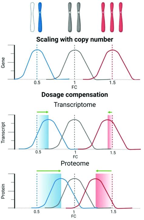 Gene Dosage Compensation On Transcriptome And Proteome Level Monosomy