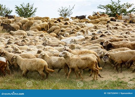 Background Of Sheep Grazing On Beautiful Mountain Meadow Stock Photo