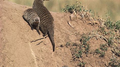 Mongoose Species And Facts Britannica