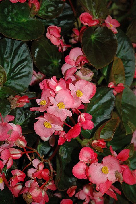 Surefire Rose Begonia Begonia Surefire Rose In Milwaukee Racine
