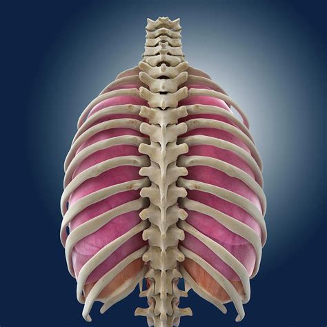 Chest Anatomy Photograph By Springer Medizinscience Photo Library Pixels