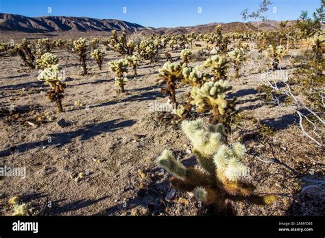 Field Of Cholla Jumping Cactus At Dawn Stock Photo Alamy