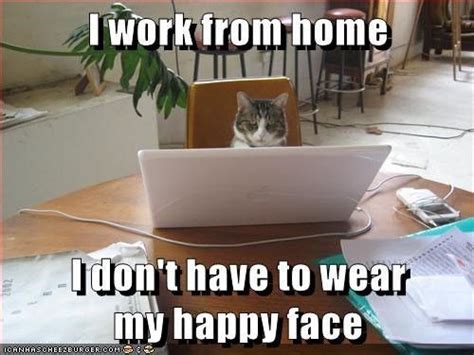 Lol So True Funny Cat Memes Its Funny Hilarious Silly Cats Funny