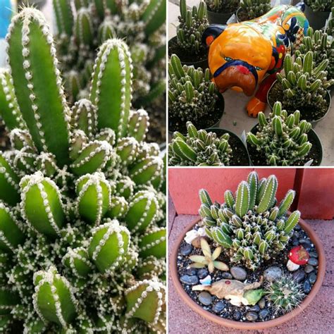 Plant Of The Week Fairy Castle Cactus Harlow Gardens