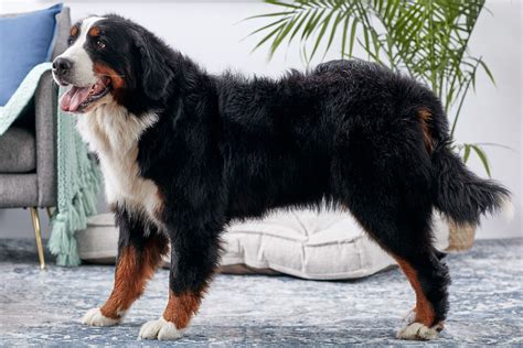 Bernese Mountain Dog Berner Breed Characteristics And Care