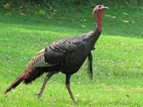 Wild Turkeys Prevalent Again In Pennsylvania After Nearly
