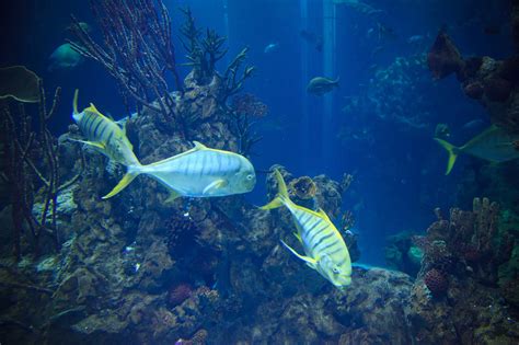 The Legend Of Hanauma Bay