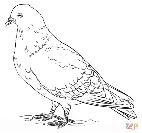 Rock Pigeon Coloring Page Free Printable Coloring Pages