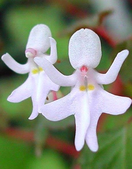 17 Best Images About Orchids My Love On Pinterest Rare