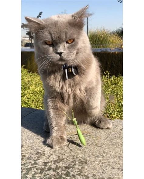 Serge The Cat סרג׳ On Instagram Serge In A Fist Fight With A