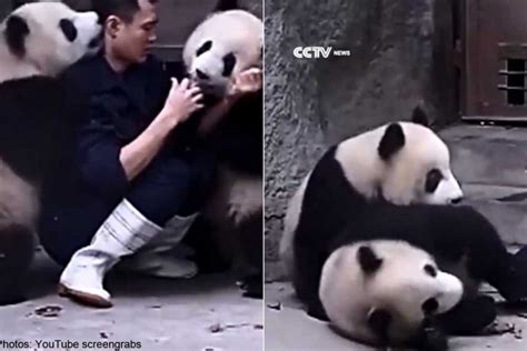 Cute Pandas In China Zoo Get Zookeeper In A Tangle Asiaone