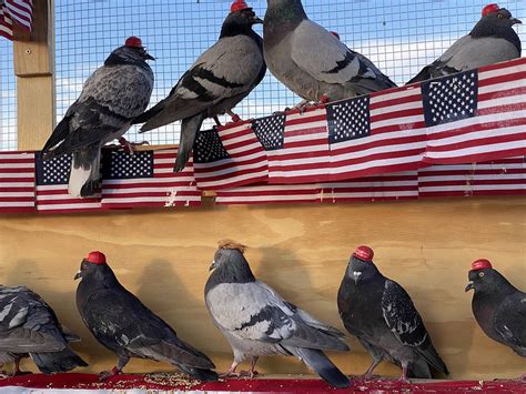 Pigeons In Maga Hats Trump Wigs Seen In Las Vegas Las Vegas Review
