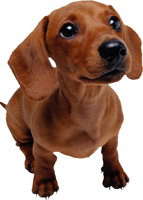 Dachshund Png Transparent Images Pictures Photos Png Arts