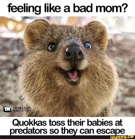 Feeling Like A Bad Mom Quokkas Toss Their Babies At Oredators So Th