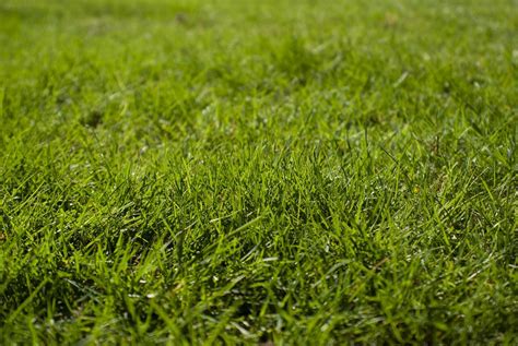 Sod Vs Seed What Is The Best Way To Get A Green Lawn This Spring
