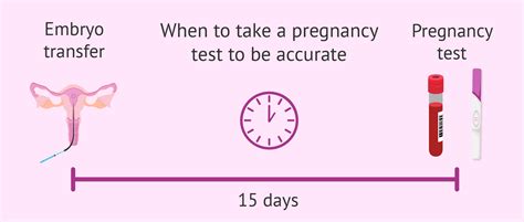 When To Test For Pregnancy After Ivf Embryo Transfer