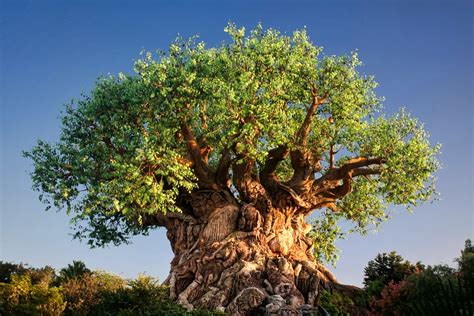 50 Disney Tree Of Life Wallpaper