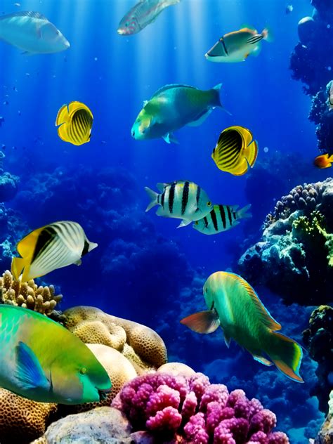 Description of aquarium fish 3d wallpaper. Free download 3d Live Fish Wallpaper Fish Tank Live ...