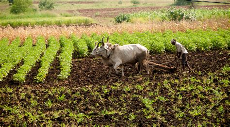 India Set To Facilitate Climate Resilient Agriculture Practices Tridge