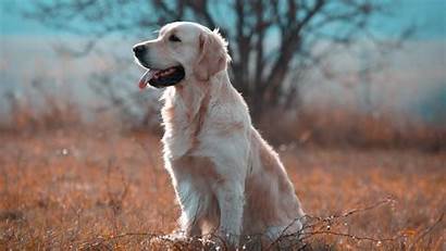 Retriever Golden Wallpapers Labrador Animals Backgrounds Hdwallpaper