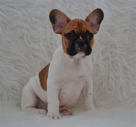 List 92 Pictures French Bulldog Puppy Red Eyes When Tired Sharp 102023