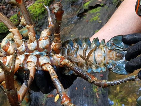 Tasmanian Giant Freshwater Crayfish Surveys North Barker Ecosystem