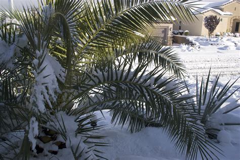 Snowy Palm After The Snowfall Jannamontanna Flickr