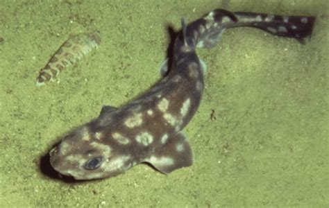 Spotted Shark Discovered Near Galapagos Species Of Sharks New Shark