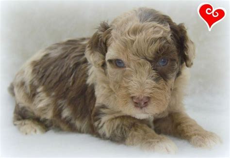 Find dogs and puppies for sale, near you and across australia. Kijiji: ACHC REG'D MINI AUSSIEDOODLE ADORABLE PUPPIES ...