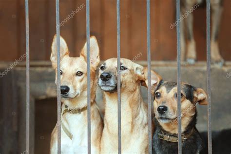 Homeless Dogs In Animal Shelter Cage — Stock Photo © Belchonock 129485812