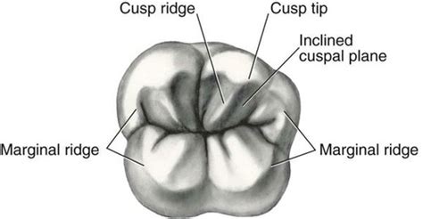 Chapter Tooth Morphology Flashcards Quizlet