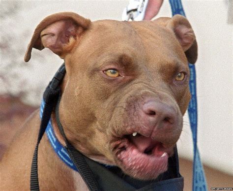 Danger Pitbull Dog Photo Photo Of Dog