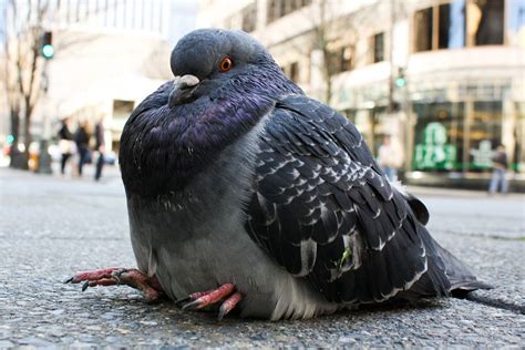 What Obese People Can Learn From Pigeons Cute Pigeon Pigeon Funny