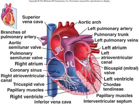 Cardiovascular System I Heart Pediatric Nurse Practitioner