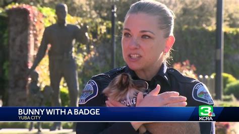 Bunny With A Badge Rabbit Officer Joins Yuba City Police Department