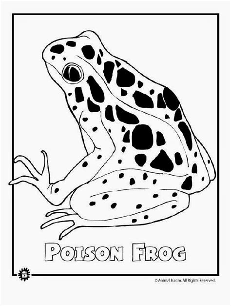 Endangered Rainforest Animals Coloring Pages Picture