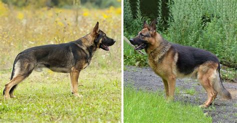 1 The Different Types Of German Shepherd Dogs German Shepherd Shop