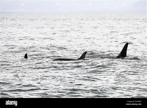 Orcas Alaska High Resolution Stock Photography And Images Alamy