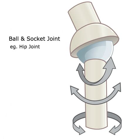 Ball And Socket Joint Wikimsk