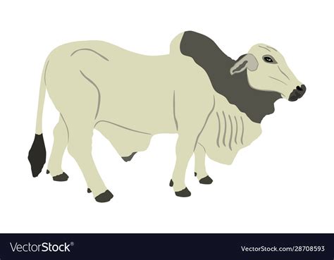 Brahman Bull Isolated On White Royalty Free Vector Image