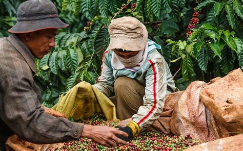 Vietnamese Coffee History Recipe Culture And Places To Try