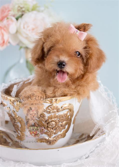 Browse Teacup Yorkies And Yorkie Puppies For Sale At