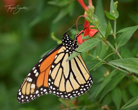 Monarch Butterfly Texas Butterfly