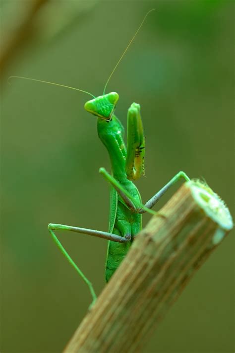 Mante Religieuse Praying Mantis Animals Beautiful Creatures